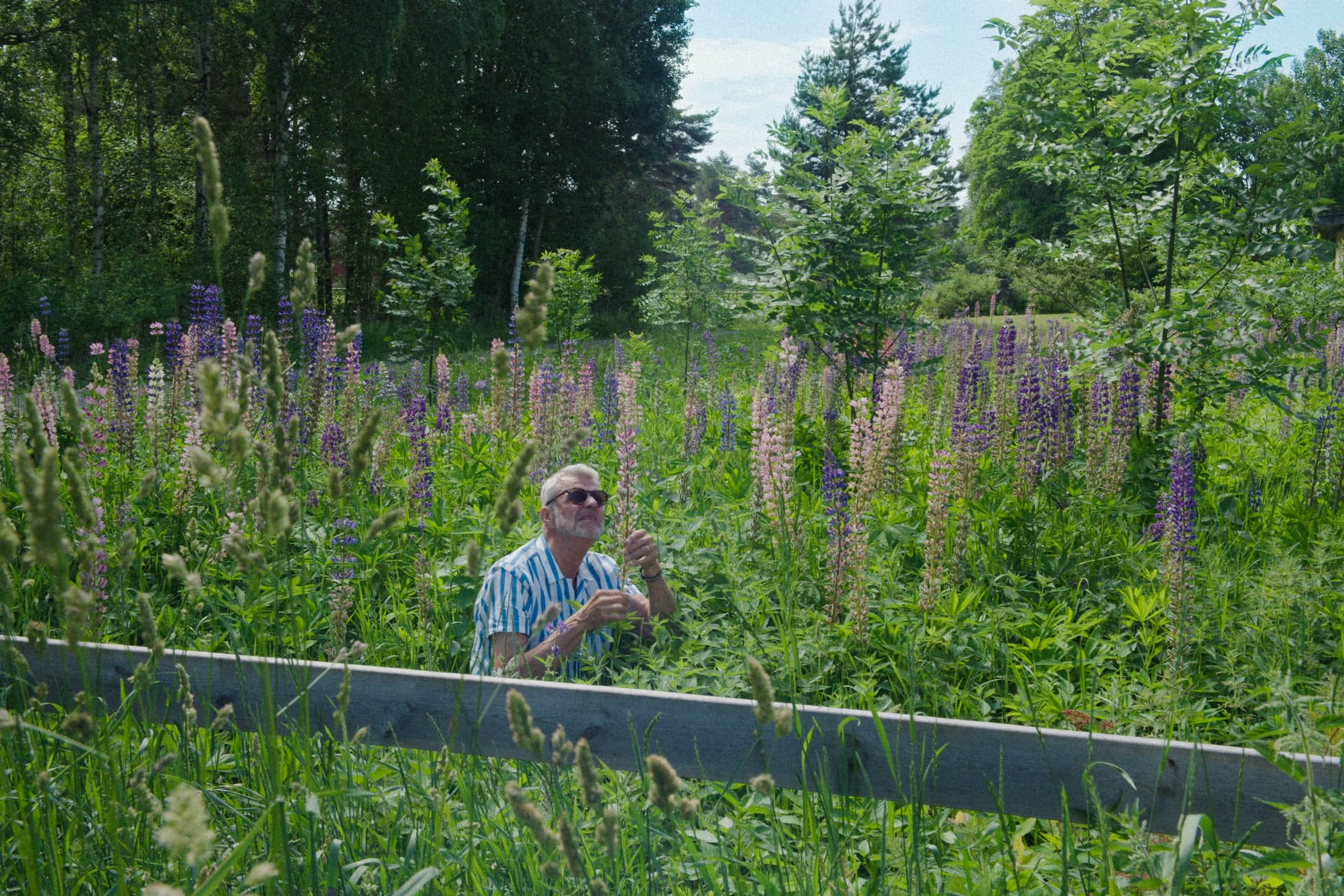 Elvy-kund i en lupinäng vid ett lantställe